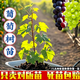 芥圃葡萄苗樹(shù)苗 官方旗艦 葡萄樹(shù)帶土發(fā)貨南北方種植爬藤盆栽地栽耐寒 扦插巨峰葡萄苗【帶土帶葉】 高度15cm-30cm