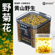 老谷頭野菊花材正宗新貨野菊花胎菊泡茶泡水