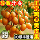 山姆伯伯廣東雞心黃皮果【JD順豐閃送】茂名黃皮新鮮水果禮盒 3斤實(shí)惠裝【超劃算】?jì)?斤 A+級丨頭茬鮮果【自吃推薦】