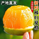 湖北秭歸夏橙臍橙當(dāng)季新鮮水果孕婦手剝現(xiàn)摘橙子產(chǎn)地直發(fā) 5/9斤裝 熱銷（凈重4.5斤） 單果60MM+