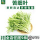 千牛優(yōu)福苦葉生菜250g-500g新鮮蔬菜苦菊苦細(xì)葉沙拉食材狗牙菜苦菊苣 新鮮苦菊500g