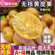 山姆伯伯廣東雞心黃皮果【順豐閃送】無核黃皮新鮮水果禮盒 3斤【無核黃皮丨更好吃】凈2斤 7A級精選果丨保溫箱+冰袋