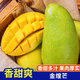 琪江果正宗金煌芒 應(yīng)季新鮮水仙芒青皮甜心芒果熱帶水果整箱 金煌芒4.5-5斤單果100g+