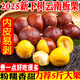 正宗云南板栗5斤新鮮當(dāng)季油栗現(xiàn)摘蔬菜去殼栗子生栗板栗仁大錐栗L 2斤 【新鮮現(xiàn)摘】