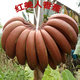 田果匠福建土樓紅美人香蕉（現摘現發(fā)）新鮮水果紅皮香焦當季小芭蕉米蕉 5斤