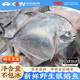 昌鮮園野生銀鯧魚(yú)新鮮冷凍舟山海鮮平鯧魚(yú)生鮮白鯧魚(yú)凈重春季特大鯧鳊魚(yú) 【2-3兩/條】2斤裝