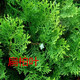 可之源側柏樹(shù)苗 扁側柏樹(shù) 松柏樹(shù)苗 庭院綠化側柏葉 柏樹(shù)綠化苗木 30厘米高度10顆苗 其他