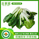 北菜園有機奶白菜250g火鍋涮菜食材【兩個(gè)品種隨機發(fā)貨】有機蔬菜