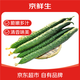 家美舒達 山東特產(chǎn) 帶刺黃瓜 長(cháng)黃瓜 1.5斤 新鮮蔬菜