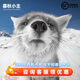 暮秋小主網(wǎng)紅家養(yǎng)狐貍活體幼崽雪狐白狐白化熊貓狐冰島狐寵物狐貍活物幼寵 隨機狐貍不挑顏色(25-190天)