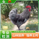 劍門關(guān)土雞劍門關(guān)土雞 林下散養(yǎng)走地雞 四川廣元灰雞 農(nóng)家放養(yǎng)整只 現(xiàn)殺 少年公雞約4斤