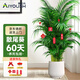 愛優(yōu)尚散尾葵植物盆栽客廳大型綠植室內(nèi)落地辦公室好養(yǎng)鳳尾竹源頭直發(fā)
