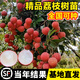靈山冰荔仙進(jìn)奉糯米糍妃子笑無(wú)核荔枝樹(shù)苗水果樹(shù)南方種植桂味大苗 無(wú)核荔枝兩年苗（帶土帶葉) 70cm(含)-79cm(含)