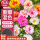 壽禾 重瓣太陽(yáng)花種子苗混色大花四季播花種籽 重瓣太陽(yáng)花種子約8000粒