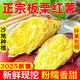 綠相憶陜西臨潼板栗紅薯 現(xiàn)挖板栗味新鮮香薯地瓜輔食生鮮紅薯 凈重5斤中大果【老顧客推薦】