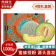 京鮮生蜜蜂授粉牛三蜜瓜網(wǎng)紋瓜 單果2斤起凈重9-10斤 4粒禮盒源頭直發(fā)
