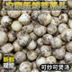 莫小仙四川苦藠團(tuán)蔥新鮮小根蒜苦芥野菜野蔥頭小蒜頭苦藠頭薤白精選 1000g