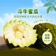 東方甄選大漠斗牛蜜瓜軟糯香甜應季新鮮水果壞果包賠順豐 【7-8斤/箱】單果1700g+（到手約2顆）