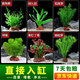 瘋狂水草（FKSC）真水草魚缸造景套餐凈化水質(zhì)懶人魚缸水草植物直接入缸蜈蚣草 【火山石】好養(yǎng)易活適合30-40缸