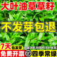 大葉油草草籽庭院綠化地毯草種籽矮化免修剪公園四季常青草坪種子 進(jìn)口大葉油草凈籽5斤裝耐熱耐旱