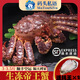 碼頭私語生凍鮮活帝王蟹5斤次日達(dá)生鮮海蟹帝皇蟹長腳蟹海鮮水產(chǎn)中秋禮物 3-3.5斤/只【送8XL蠔王*2】