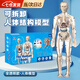 凌云鶴人體結(jié)構(gòu)模型兒童玩具器官模型可拆卸骨骼模型骨架醫(yī)學醫(yī)用 全透明款-人體模型 【可視化，可拼裝】