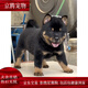 麥基樂(lè)中華田園犬五黑犬黃狗白面虎斑四眼鐵包金土松幼犬活體 田園級(jí) 鐵包金 公