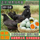 羽富貴烏雞蛋新鮮散養谷物綠殼蛋現撿現發(fā)破損包賠正宗農家鮮烏雞蛋30枚 綠殼蛋【五黑雞蛋】 20枚