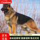 純種德牧幼犬幼崽德國牧羊犬寵狗活體狗崽大型犬狼狗黑貝犬 血統(tǒng)級 SSS級 公