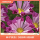 虹越萌吖吖花卉種子 春夏播花園庭院菊花類花種 管狀波斯菊 紅色