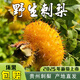 2025野生刺梨鮮果 現(xiàn)摘新鮮刺梨果貴州天然農(nóng)產(chǎn)品 鮮果5斤