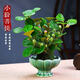 小盼菩提樹盆栽禪意植物室內(nèi)盆栽室內(nèi)盆景辦公室植物書房植物好養(yǎng) 小盼菩提帶果苔蘚球+青瓷冰裂盆