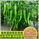 正宗樟樹(shù)港椒種子湖南樟樹(shù)辣椒種子辣椒種子新種春秋播種辣椒 樟樹(shù)港椒原裝1包約100粒