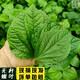 顏曼箐卡婁葉廣東野菜新鮮蛤簍葉山簍葉蛤撈葉越南菜假蔞葉哈嘍葉蛤蔞葉 125g