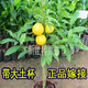 正品黃晶果樹(shù)苗嫁接苗6號南方盆栽地栽庭院黃寶石冬蜜黃金果樹(shù)苗 黃寶石品種 嫁接3年苗