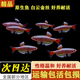 白云金絲魚(yú)大號觀(guān)賞魚(yú)冷水魚(yú)自來(lái)水養不死新手耐活小型繁殖組 1.5-2.1CM【5條】4條備損1條