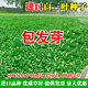 語(yǔ)安進(jìn)口三葉草種子紅三葉白三葉種籽幸運草四季常青耐寒綠化草坪種子 白三葉進(jìn)口(凈籽)1斤