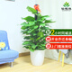 仙植緣【同城配送】1.8米大葉綠蘿柱大盆栽辦公室內(nèi)客廳開業(yè)喬遷綠植物 |高1.4-1.5米|綠蘿柱|白瓷盆 專車送貨 更快更好