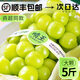 胖東來(lái)品質(zhì)陽(yáng)光玫瑰葡萄新鮮水果5斤晴王無(wú)籽香印提子青提當季整 新鮮現摘 5斤 x 12-15g