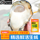 粵鮮邦鮮活生蠔特大順豐包郵10斤湛江海鮮5斤新鮮海蠣子帶殼貝類(lèi)牡蠣 2～3兩/只【發(fā)5斤】約20只