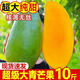 【爆甜】正宗大青芒果皮薄肉厚多汁當(dāng)季新鮮整箱批發(fā)廣西金煌芒 精選中果150克起 含箱4.5-5斤嘗鮮
