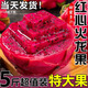 火龍果紅心5斤紅心火龍果當(dāng)季新鮮水果紅火龍果整箱現(xiàn)摘孕婦水果R 紅心火龍果帶箱1斤（試吃裝）