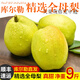 采緹 新疆庫(kù)爾勒香梨 全母梨當(dāng)季整箱孕婦水果正宗特級(jí)新鮮9斤 9斤母梨王150g以上
