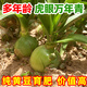 多年生虎眼萬(wàn)年青盆栽種球綠植海蔥東北旱三奇長(zhǎng)白山中草藥可食用 虎眼萬(wàn)年青七年生1棵 裸根不帶土不帶葉發(fā)貨