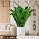 臨雅特級金錢(qián)樹(shù)客廳大花盆栽旺宅樹(shù)辦公室內大型好養盆景綠植物錢(qián)串子 【旗艦款】金錢(qián)樹(shù)105-115cm+自吸盆