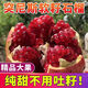【爆甜-多汁】正宗會(huì )理突尼斯軟籽石榴 新鮮水果當季現摘花皮石榴 5斤帶箱凈重4.5斤 精選裝單果200g+