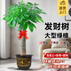 靜黛軒發(fā)財樹盆栽室內大型樹大棵綠植客廳辦公室喬遷開業(yè)招財好養(yǎng)植物 【養(yǎng)死包賠】精品獨桿1.3-1.4m(福字款) 含盆