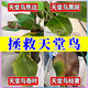 花神紀(jì)天堂鳥營養(yǎng)液鶴望蘭專用肥料急救黃葉子卷邊發(fā)黃焦邊盆栽植物通用 單瓶裝【急救天堂鳥】
