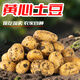河南25年新鮮黃皮黃心土豆現挖現發(fā)生鮮馬鈴薯洋芋軟糯香甜特產(chǎn) 5.2斤 （凈重） 大果
