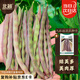 北蔬 蕓豆種子種苗豆角豇豆四季豆扁豆爬藤蔬菜種籽 九粒紅種子40g